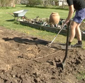 Stauder Jorden i bedet gjøres klar Stauder Jorden i bedet gjøres klar